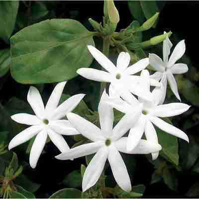 jasmine-image