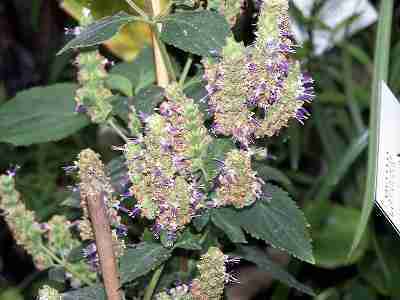 patchouli-image