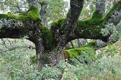 oakmoss-image