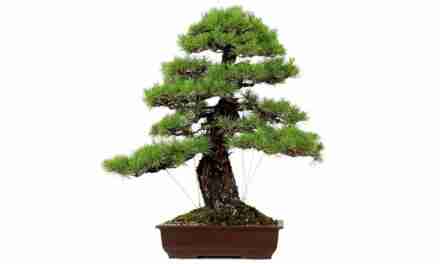 Bonsai, the art of waiting