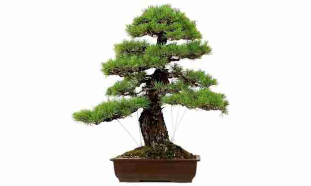 Bonsai, the art of waiting