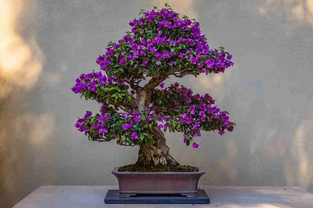 buganvilla-bonsai-unsplash-devin-h-1080x720px.jpg bougainvillea-bonsai-unsplash-image