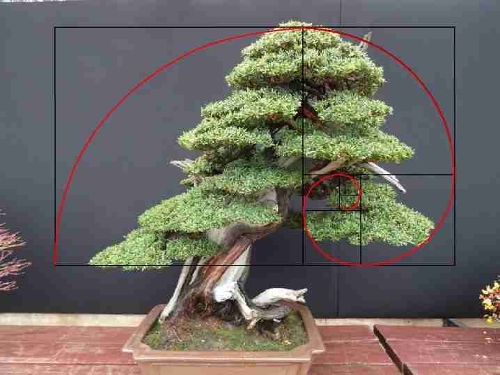 tejo-espiral-aurea-718x539px.jpg yew-spiral-aurea-image