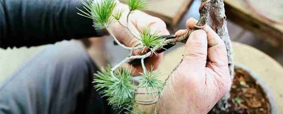 alambrado-pino-950x385px.jpg Wired-pine-image