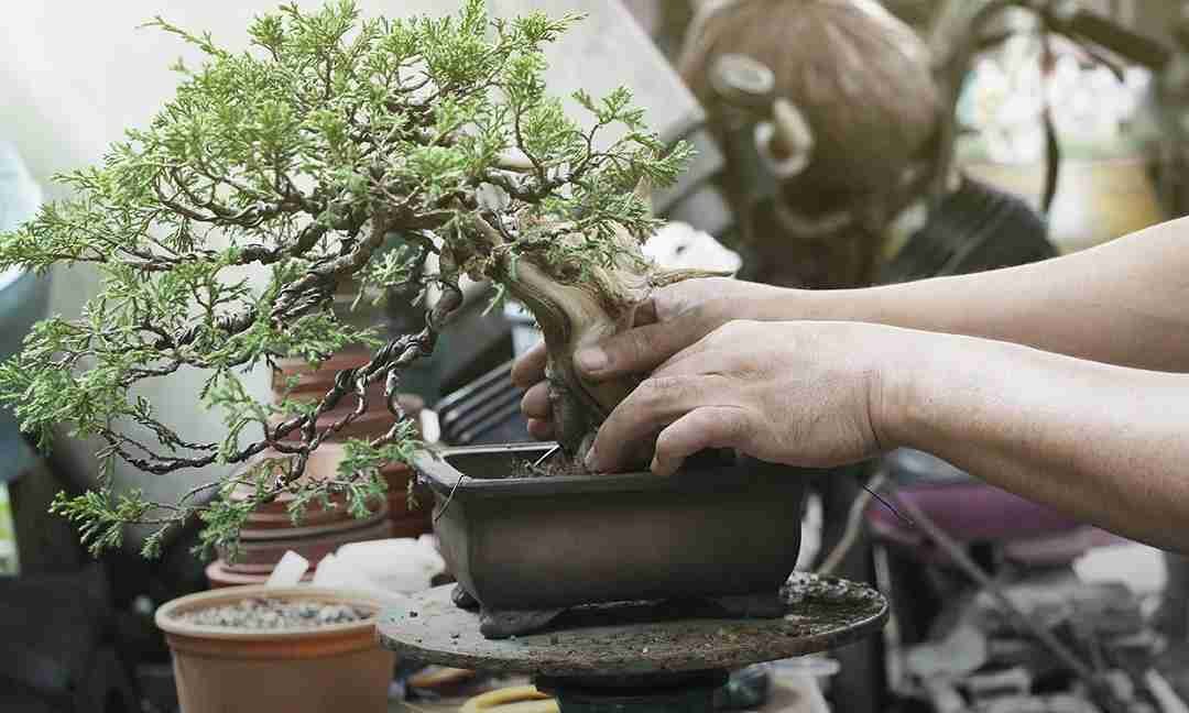 cultivo-bonsais-1080x648px.jpg cultivation-bonsai-image