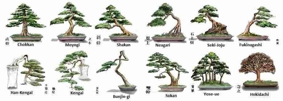 estilos-bonsai-920x330px.jpg styles-bonsai-image
