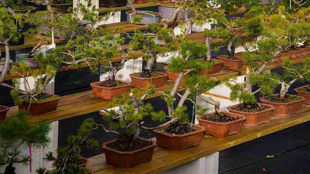horticultura-comercial-1080x607px.jpg horticulture-commercial-image