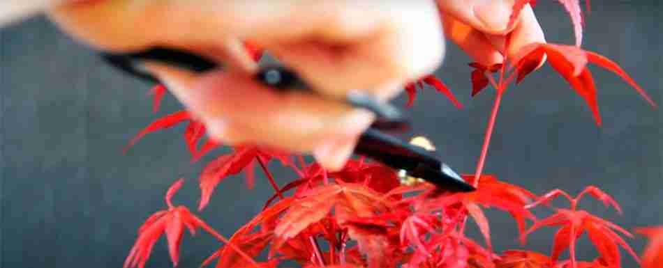 pinzado-arce-950x385px.jpg pinched-maple-image