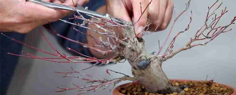poda-bonsai-950x385px.jpg pruning-bonsai-image