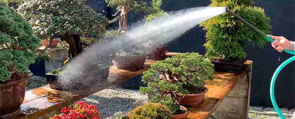 riego-bonsais-950x385px.jpg irrigation-bonsai-image