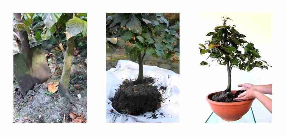 yamadori-recoleccion-940x450px.jpg yamadori-collection-image